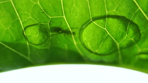 The ant drinks water. Stock Footage 111964092