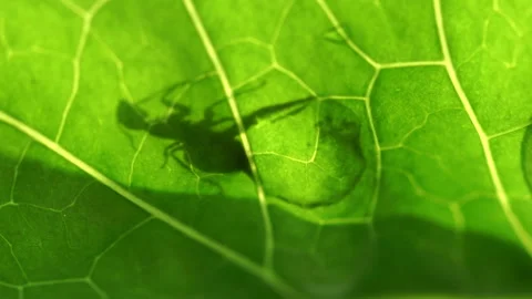 Ant in a drop on a green leaf. Stock Footage 111964195