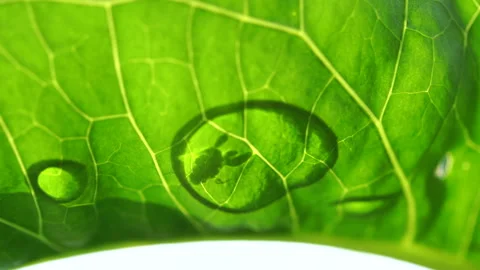 Ant in a drop on a green leaf. Stock Footage 111964506