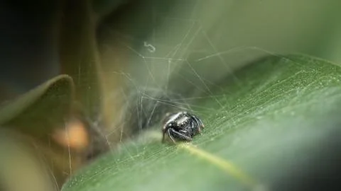 Ant-eater Jumping Spider Stock Photos
