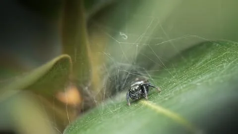 Ant-eater Jumping Spider Stock Photos