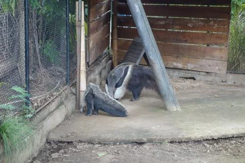 Ant Eater Stock Photos