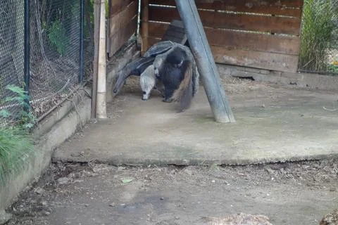 Ant Eater Stock Photos