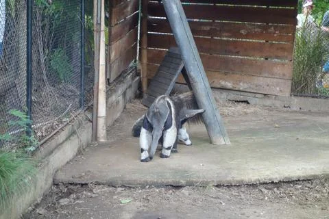 Ant Eater Foto stock