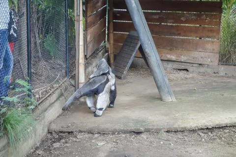 Ant Eater Stock Photos