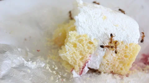 Ant eating cake Stock Footage 29749580