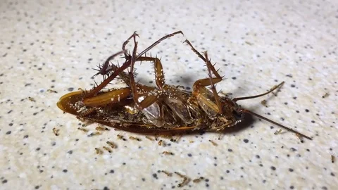 Ant eating cockroach,timelapse Stock Footage 93305353