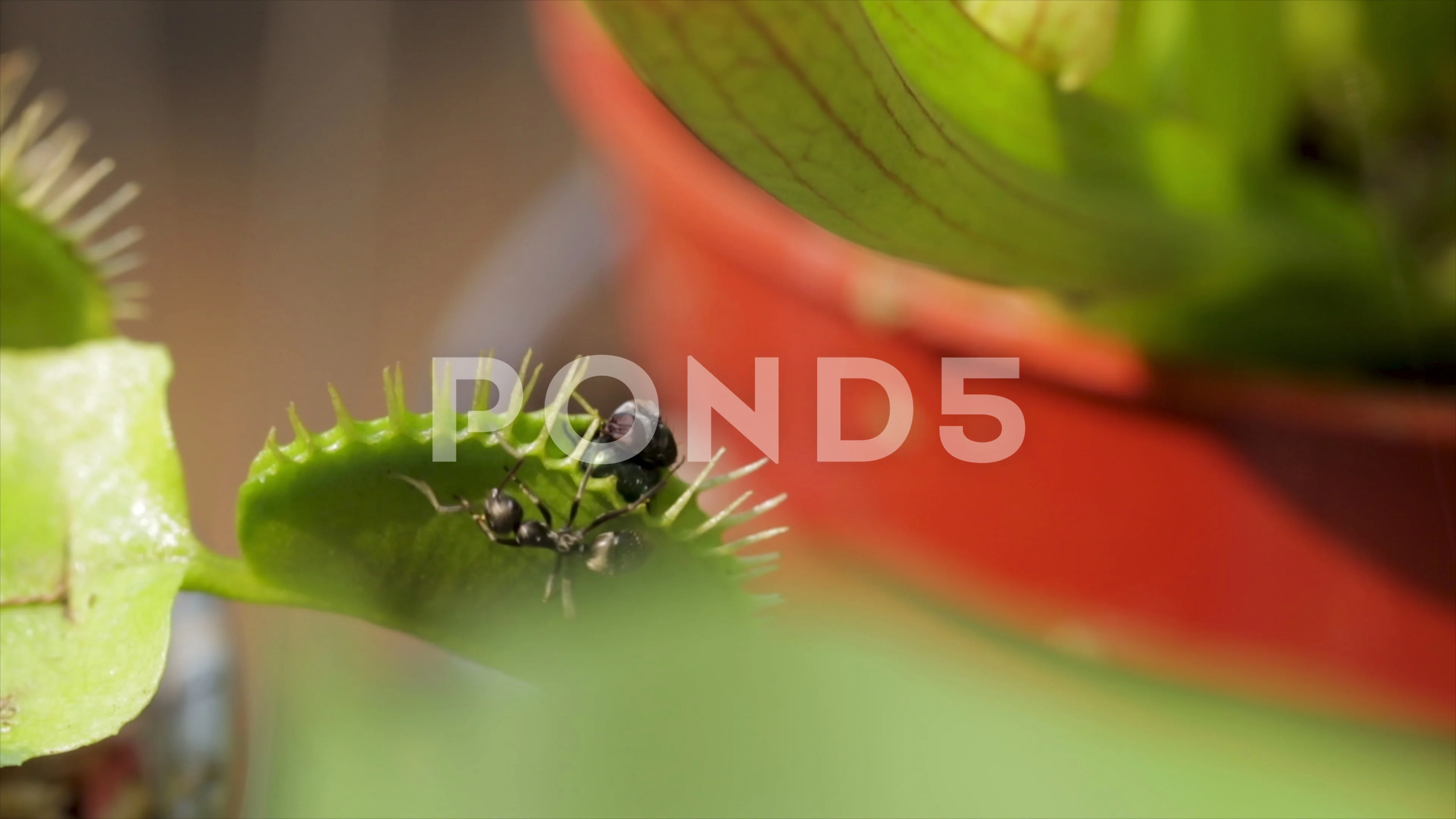 venus flytrap eating a person