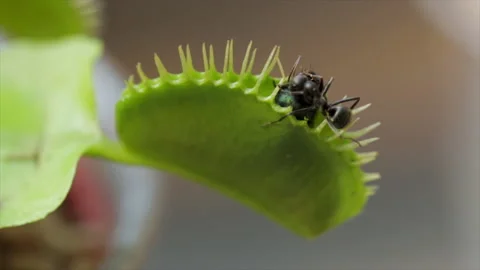 Ant eating fly caught in fly trap. Hungry insects looking for food.  库存影片 157455613