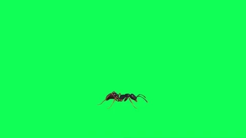 Ant Eating on Green Screen Video stock 222865832