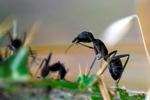 Ant eating insect Stock Photos