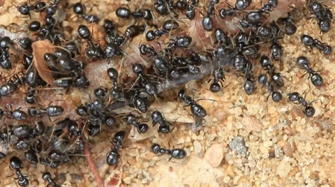 Ant eating large dead worm closeup Vidéo 8607646