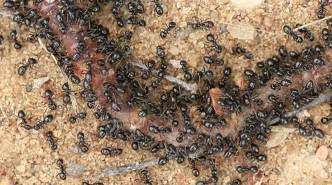 Ant eating large dead worm closeup panning Stock Footage 8836637