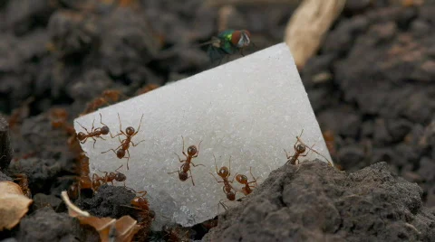 Ant eating lump of sugar time-lapse Stock Footage 801098