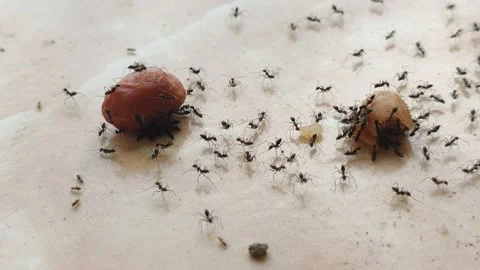 Ant eating peanuts timelapse Stock Footage 168271881