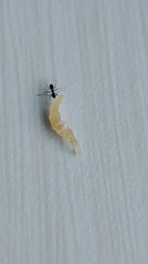 AN ANT IS EATING SUGAR Stock Footage 293575226