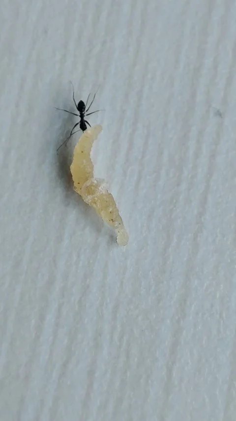 AN ANT IS EATING SUGAR Stock Footage 293575262