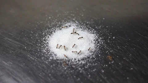 Ant eating sugar over kitchen sink Stock Footage 93816634