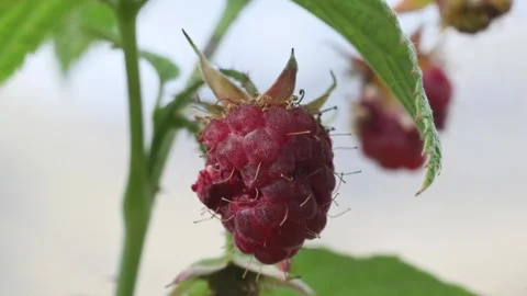 ANT EATS RASPBERRY, RASPBERRY, ANT, INSECT, Stock Footage 325495201