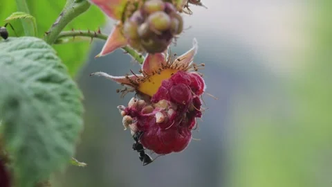 ANT EATS RASPBERRY, RASPBERRY, ANT, INSECT, Stock Footage 325495379