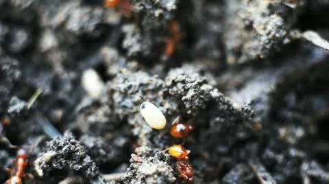 Ant egg Stock Footage 12092288