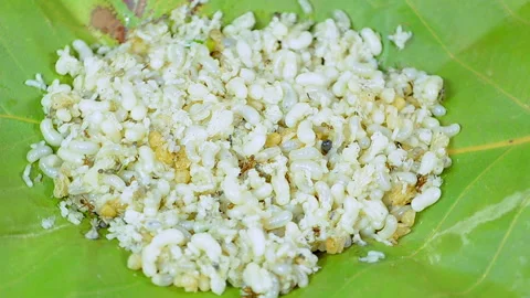 Ant eggs Stock Footage 143811841