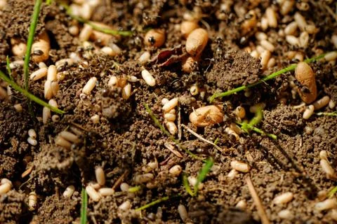 Ant eggs Stock Photos