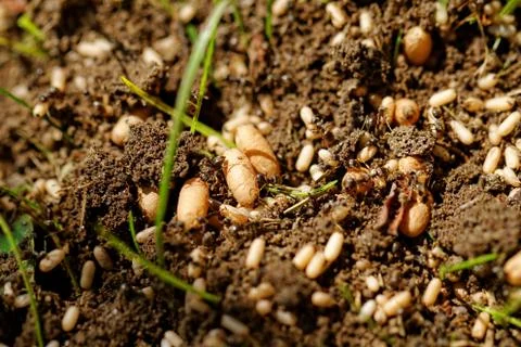Ant eggs Stock Photos