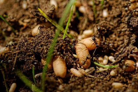 Ant eggs Stock Photos