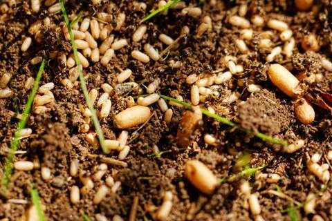 Ant eggs Stock Photos