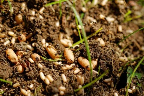 Ant eggs Stock Photos