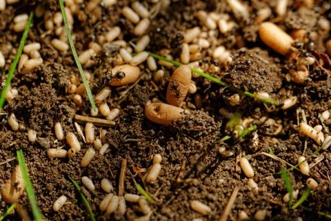 Ant eggs Stock Photos