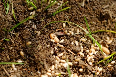 Ant eggs Stock Photos