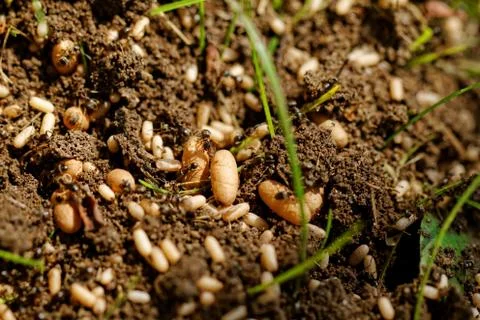 Ant eggs Stock Photos