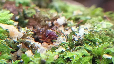 Ant Emerging from Hole in Moss to Grab Food Macro 库存影片 333290177