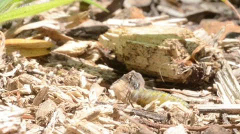 Ant &amp; Eruca Stock Footage 7341329