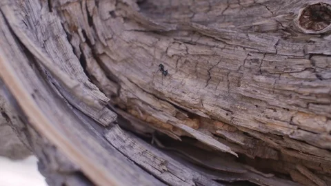 An ant explores the rings on a log in slow motion Stock Footage 91708766