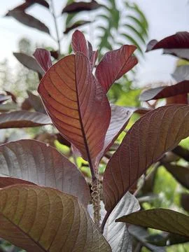 An ant explores the textured surface of a vibrant red and bronze leaf outdoor Фото