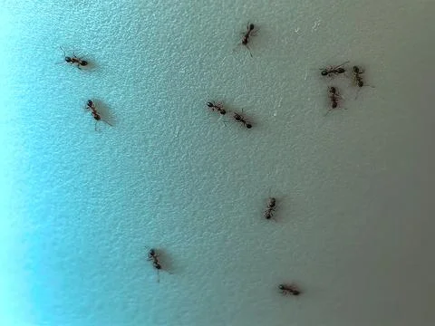 Ant exploring surface of a blue plastic cup in the forest in summer Fotos Stock
