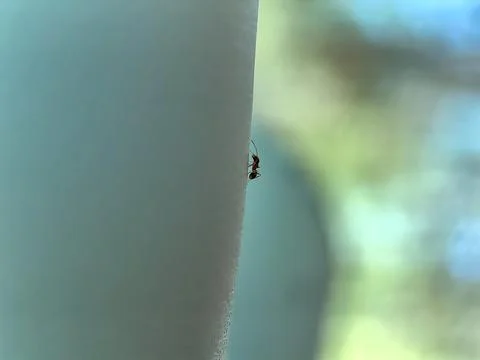 Ant exploring surface of a blue plastic cup in the forest in summer Stock Photos