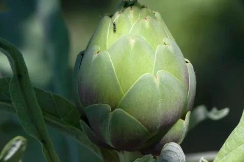 Ant Exploring the Top of Artichoke Stock Photos