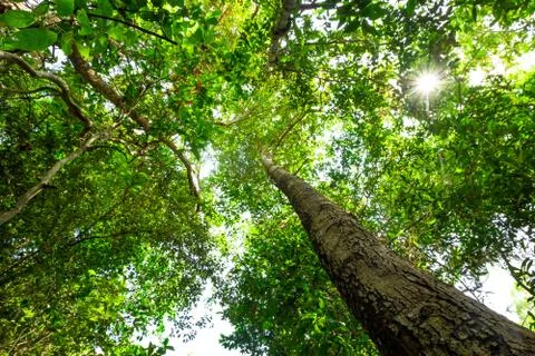 Ant eye view of big tree in jungle in Thailand background Stock Photos