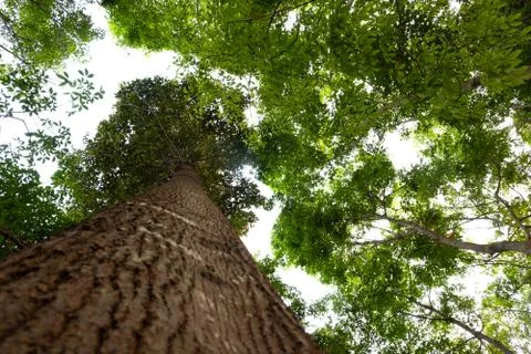 Ant eye view of Resak Tembaga tree in jungle background Foto stock