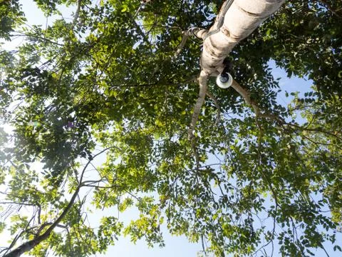 Ant eye view of the tree. Under the shade of a large tree with a bright sky Stock Photos