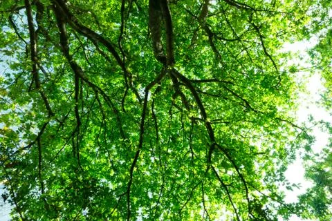 Ant eyes view under the tree in daylight Stock Photos