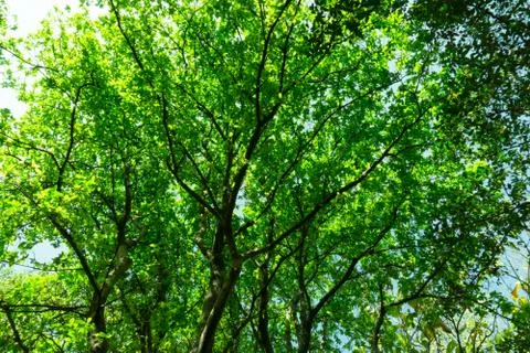 Ant eyes view under the tree in daylight Foto stock