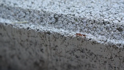 Ant falling down from the wall Stock Footage 127648609