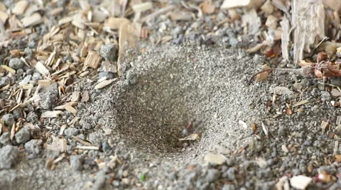 Ant falls into trap of ant-lion and escapes Stock Footage 63427371