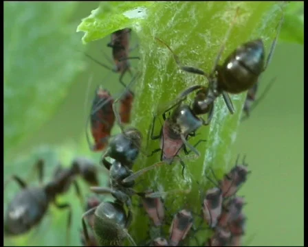 Ant farm Vídeo Stock 590868
