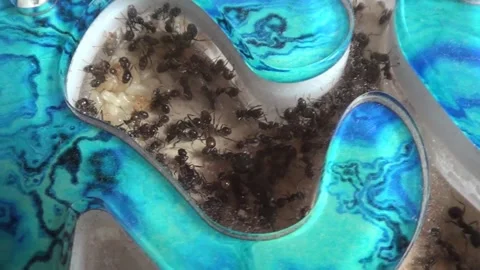Ant farm Stock Footage 201113299